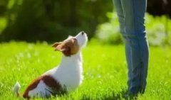 讓狗狗安靜的七大方法，你知道嗎？