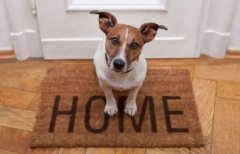 春節寵物寄養，不可不知的注意事項