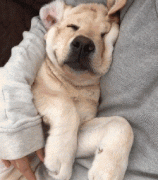 狗狗這么愛我怎么辦？