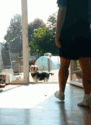 養一只傻狗是一種什么樣的體驗？