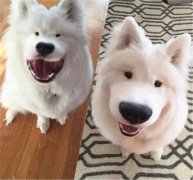 丑了2018一整年，2019狗狗真的太想變漂亮了！