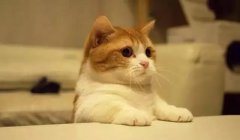 貓這種動物，一旦碰上，就再也戒不了了 華興寵