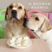 狗狗是否需要補鈣？補鈣應(yīng)注意什么？ 華興寵物