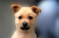 小土狗，也很可愛呀！