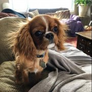 狗狗冬季毛發(fā)打結(jié)，如何正確洗澡！