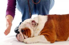 狗狗被主人打后會存有報復寵主嗎？