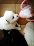 剛出生的小狗如何人工喂養？